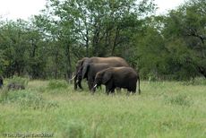 Afrikanischer Elefant (118 von 131).jpg